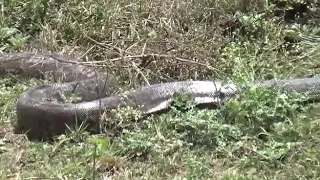 Python sighting at The Nairobi National Park