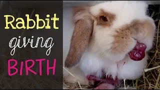 Holland Lop Rabbit Giving Birth