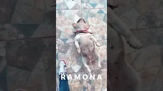 Funny French Bulldog | TikTok Compilation part 1