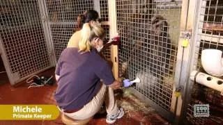 Gorilla Gets Laser Therapy for Arthritis