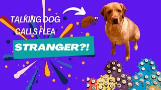 TALKING DOG calls flea STRANGER!  #talkingdog #smartdog #cutedog