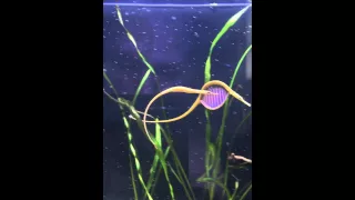 Microphis Deocata Breeding First Time Ever Captured On Film Freshwater Pipefish
