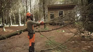 Tree Felling - Husqvarna 435 Chainsaw