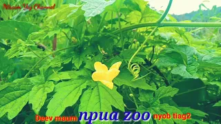 Dab Neeg sib aim-Deev maum npua zoo nyob tiag2