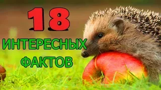 ИНТЕРЕСНЫЕ ФАКТЫ О ЁЖИКАХ