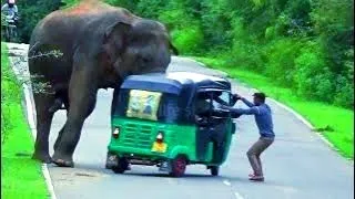 heart stopping watching elephant pulled it #attack #wildelephants #adventure #wildlife