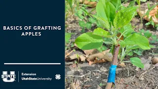 Basics of Grafting Apple Tree Root Stock