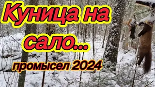 Охота на куницу. Промысел 2024!!!