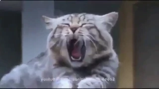 Прикол кошки зевают