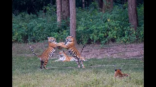 DJ AND HER PLAYFUL CUBS - KANHA