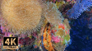 Diving Addu Atoll Maldives with @AdduDive