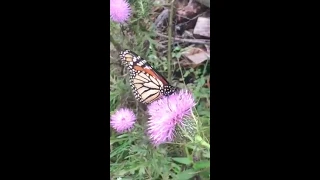 Monarch and Swallowtail butterflies!