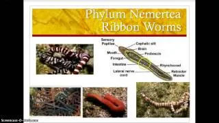 Lecture: Worms and Mollusks