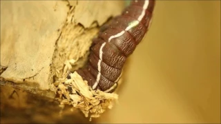 Puss moth larva creating a cocoon