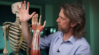 Hand tendons (anatomy)
