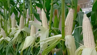 Growing Corn on the Top-roof / Recycle Bag to Grow White Corn From Seeds at Home for Beginners