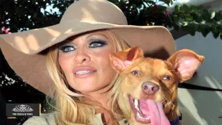 Pamela Anderson's Dog 'committed Suicide'