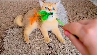 Cat play with his favorite toy until this happens