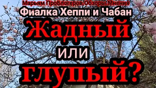 Фиалка Хеппи.КудаФиалка дела деньгиМилы? Зачем лететь в другую страну когда нет денег?Загадки отдыха