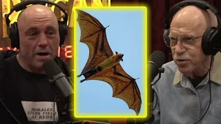 Joe Rogan: GIANT Flying Fox BAT w/ 6 FEET Wingspan