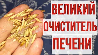 Великий очиститель ПЕЧЕНИ, выпила утром и попрощалась с недугами.