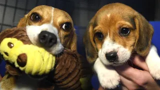 Mother and pup receive first toys ever! (4,000 research beagles)