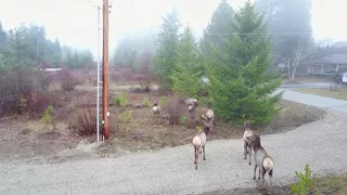 Sunday Morning with Elk in South Slocan