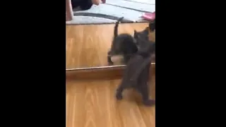 Adorable Kitten Discovering The Mirror For The First Time