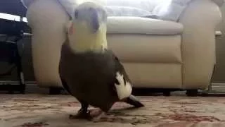 Funny Cockatiel sings "If you are happy and you know it", and "The sound of music"