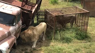 Львица вожака устроила провокацию) Тайган The lioness of the leader staged a provocation) Taigan