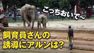 飼育員さんの長靴にいたずらするアルン＾＾； プール訓練の結果は？（2021/9/3）