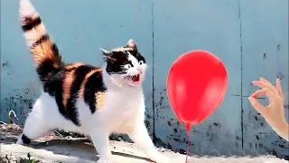 Funniest Cats And Dogs Videos 😂 ~ Best Funny Animal Videos 2023 😅 #78