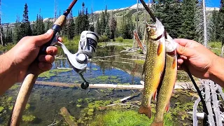 EXPLORING the BACK COUNTRY in Search of BROOK TROUT!! (Catch & Cook)