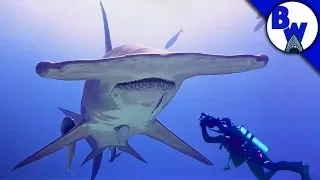 MASSIVE Hammerhead Shark Filmed in Bahamas!