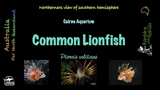 The Common Lionfish | Underwater world | Cairns Aquarium | 4K