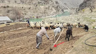 Nomadic Farming: Plowing with a Donkey on a Rainy Day by the River in Old Nomadic Tradition 🌾