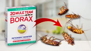 Homemade Way To Kill Roaches [It's Easy!]