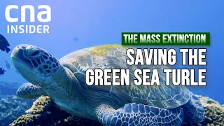 Philippines' Green Sea Turtles Are Dying From Plastic Pollution | The Mass Extinction (Part 2/2)