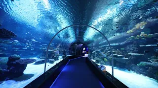 Hamad Port Aquarium- Qatar