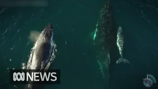 Why are more Humpback whales giving birth in Australia's colder waters?