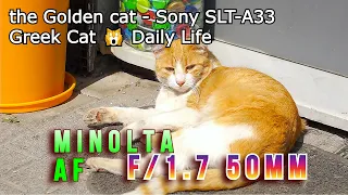 the Golden cat - Sony SLT-A33 + Minolta AF 50mm f1.7 - Greek Cat 🙀 Daily Life