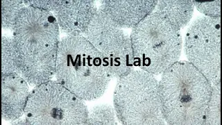 Mitosis Lab