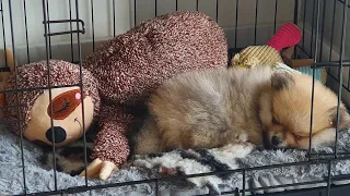 8 Week Old Pomeranian Puppy | FIRST WEEK AT HOME!