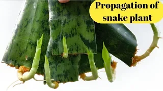 snake plant Propagation by leaf cutting with full update .
