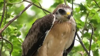 Орел карлик - гнездовая жизнь. Eagle dwarf - nesting life.