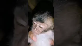 the monkey is sleeping here😂😂😂