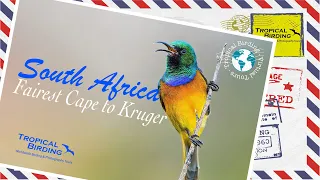 Tropical Birding Virtual Birding Tour of South Africa by Charley Hesse
