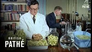 Onion Research (1959)