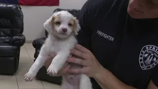 Abandoned puppies left at Spring Fire Station 73 adopted Tuesday