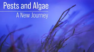 Starving Algae and Pests Until They Die? The Unintended Consequences of Ultra Low Nutrients.